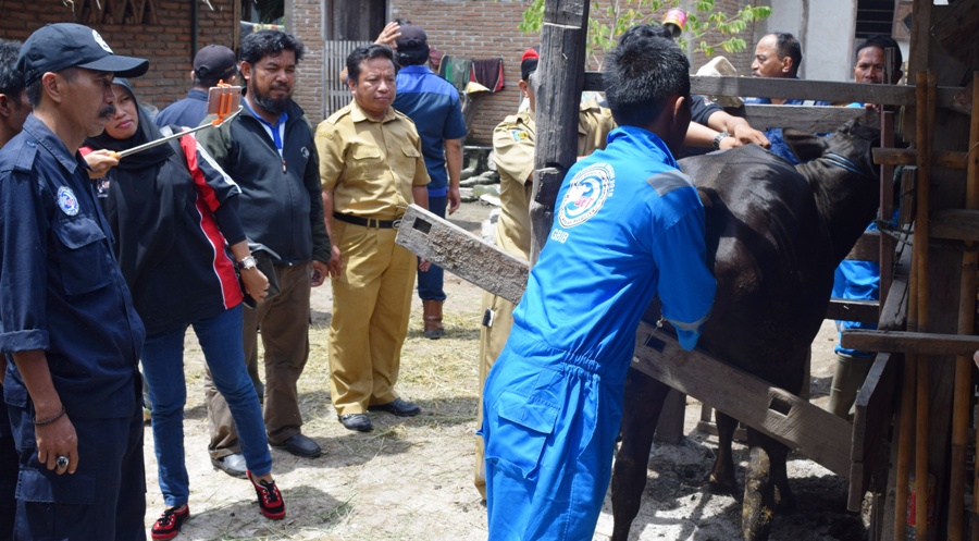 Salah seorang petugas dari Distanak Polman sedang memeriksa kesehatan seekor sapi. Pemkab Polman kini tengah menggalakkan program Inseminasi Buatan (IB) dalam Opsus Semua Induk Wajib Bunting (Siwab). (Foto: Burhanuddin HR)