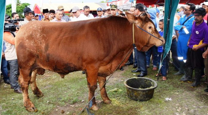 sapi-1