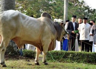 Presiden Jokowi: Iduladha adalah Momen untuk Berbagi