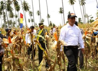 Indonesia Ekspor Jagung 372 Ribu Ton dan Menyetop Impor 9,2 Juta Ton