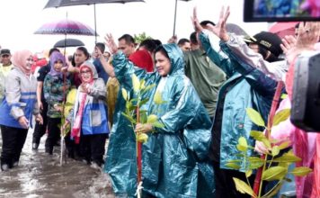 Hujan Tidak Menghalangi Ibu Negara Tanam Mangrove di Pandeglang