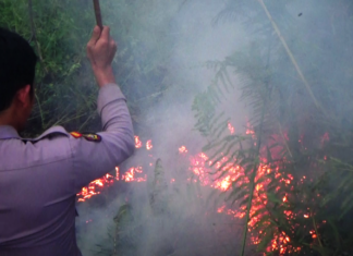 Sekitar 3 Hektar Hutan Pinus di Mamasa Terbakar