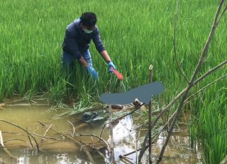 Mayat Seorang Kakek Ditemukan di Tengah Sawah di Mamasa