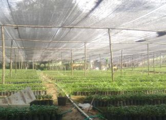 Proyek Kopi Hampir Rp1 Miliar, Lelang di Sulbar Diduga Manipulasi