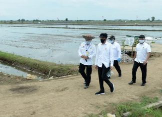 Sektor Pertanian Perhatian Serius Presiden Jokowi