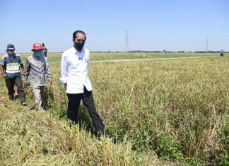 Presiden Jokowi Tinjau Panen Padi dan Berdialog dengan Petani di Indramayu
