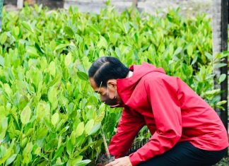 Para Bocah di Bengkalis Ikut Tanam Mangrove