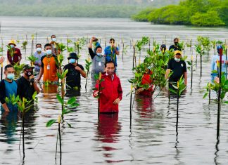 Hujan Rintik Saat Presiden Nyemplung ke Laut Tanam Mangrove