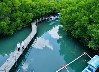 Hutan Mangrove di Bali Indah Sekali, Jokowi dan Iriana Menikmatinya