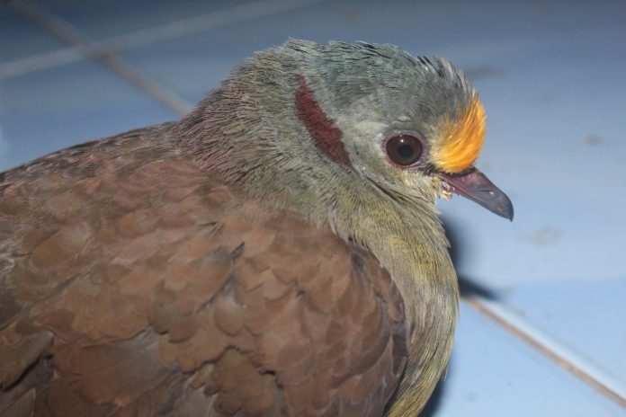 Manata’ atau Delimukan Sulawesi, —Gallicolumba tristigmata — adalah spesies burung darat endemik Sulawesi.