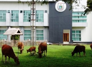 Sapi Masuk di Kandang yang Salah