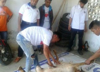 DPW Perindo Sulbar Sembelih 7 Ekor Kambing