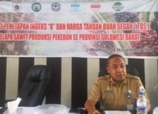 November 2018, Harga TBS Sawit di Sulbar Anjlok