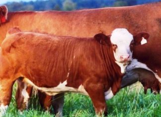 Belum Ada Sapi, ‘Ribut-ribut’ Sedikit Lebih Dulu