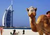 Gubernur Sulbar akan Ajak 4 Kepala OPD Berangkat ke Dubai, Uni Emirat Arab
