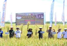 H. Aras Tammauni Hadiri Panen Raya di Desa Kuo, Kecamatan Pangale