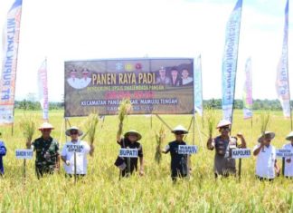 H. Aras Tammauni Hadiri Panen Raya di Desa Kuo, Kecamatan Pangale