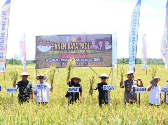 H. Aras Tammauni Hadiri Panen Raya di Desa Kuo, Kecamatan Pangale