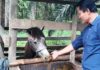 Damris, Meniti di Kayu Meranti Lalu Kembali Jua ke Pohon Kopi