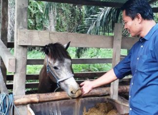 Damris, Meniti di Kayu Meranti Lalu Kembali Jua ke Pohon Kopi