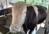 Sapi Rahim Seberat 1,05 Ton di Wonomulyo Dibeli Presiden Jokowi