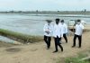 Sektor Pertanian Perhatian Serius Presiden Jokowi