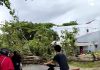 Pohon Tumbang dan Mati Lampu di Topoyo, BPBD dan PLN Gerak Cepat