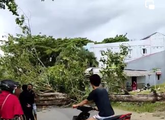 Pohon Tumbang dan Mati Lampu di Topoyo, BPBD dan PLN Gerak Cepat
