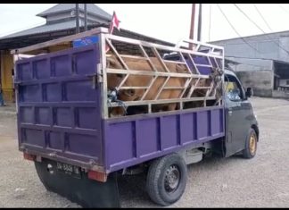 6 Ekor Sapi Diarahkan Putar Balik ke Pasangkayu Saat Melintas di Tobadak