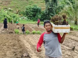 Kodim 1418/Mamuju Bergerak, Ajak Petani Millenial Perkuat Pangan dengan Tanam Stevia
