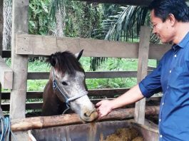 Haji Damris, Pendekar Gunung di Belantika Politik Tarung Mamuju