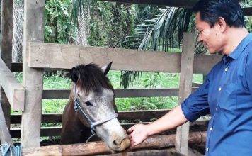 Haji Damris, Pendekar Gunung di Belantika Politik Tarung Mamuju