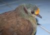 Menjaga Delimukan Sulawesi, Merawat Masa Depan Ekosistem Hutan Sulawesi Manata’ atau Delimukan Sulawesi, —Gallicolumba tristigmata — adalah spesies burung darat endemik Sulawesi.