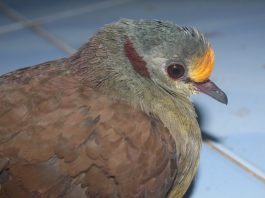 Menjaga Delimukan Sulawesi, Merawat Masa Depan Ekosistem Hutan Sulawesi Manata’ atau Delimukan Sulawesi, —Gallicolumba tristigmata — adalah spesies burung darat endemik Sulawesi.