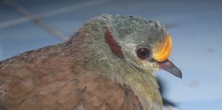 Menjaga Delimukan Sulawesi, Merawat Masa Depan Ekosistem Hutan Sulawesi Manata’ atau Delimukan Sulawesi, —Gallicolumba tristigmata — adalah spesies burung darat endemik Sulawesi.