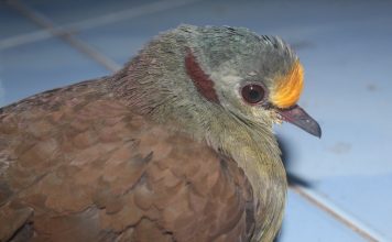 Menjaga Delimukan Sulawesi, Merawat Masa Depan Ekosistem Hutan Sulawesi Manata’ atau Delimukan Sulawesi, —Gallicolumba tristigmata — adalah spesies burung darat endemik Sulawesi.